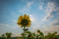 Sunflower Flower Royalty Free Stock Photo