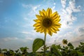 Sunflower Flower Royalty Free Stock Photo