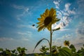 Sunflower Flower Royalty Free Stock Photo