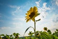 Sunflower Flower Royalty Free Stock Photo