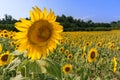 Sunflower flower with bee in field Royalty Free Stock Photo