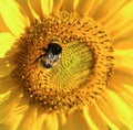 Sunflower flower and bee macro shot Royalty Free Stock Photo