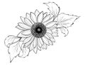 Sunflower flower. Black and white illustration of a sunflower. Linear art. Tattoo blooming sunflower. Royalty Free Stock Photo