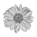 Sunflower flower black and white linear drawing isolated on white background Royalty Free Stock Photo