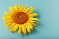 Sunflower flower on a blue background, top view Royalty Free Stock Photo
