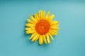 Sunflower flower on a blue background, top view Royalty Free Stock Photo