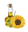 Sunflower flower and bottle of oil isolated on white background Royalty Free Stock Photo