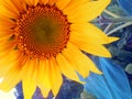 Sunflower - flower close up Background