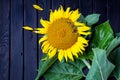 Sunflower flower close-up on black