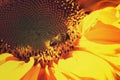 Sunflower flower close-up with an insect wasp Bright yellow flower garden sunflower pollination by an insect wasp Agriculture for