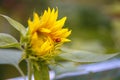 Sunflower flower close-up and ladybug Royalty Free Stock Photo