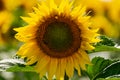 Sunflower flower close-up. Summer, the daytime sun illuminates the large yellow petals around the seeds maturing with Royalty Free Stock Photo