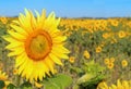 Sunflower field under the blue sky Royalty Free Stock Photo