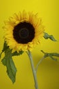 Sunflower flower close-up, vertical photo. Sunflower on a yellow background. Flower of freedom and independence Royalty Free Stock Photo