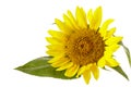 Sunflower flower  closeup in blossom isolated on white Royalty Free Stock Photo