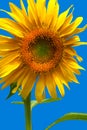 Giant Sunflower Flower Isolated on Blue Vertical layout