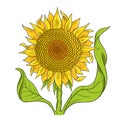 Sunflower drawing sketch. Yellow flower with green leaves. Hand drawn color vector. Oil production. Agriculture plant