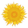 Sunflower drawing sketch. Yellow flowering plant with leaves. Hand drawn colorful vector. Oil production. Agriculture