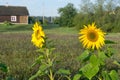 sunflower flower on the field against the background of house Royalty Free Stock Photo