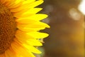 Sunflower flower in the field. Bright yellow flower in the summer