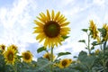 Sunflower flower in a field in sunbeams against the sky. agriculture and agroindustry