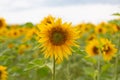 Sunflower flower on a field of sunflowers under a blue sky close-up Royalty Free Stock Photo