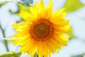 Sunflower flower in the garden against the sky. Close-up macro Royalty Free Stock Photo