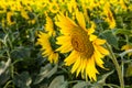 Sunflower flower Royalty Free Stock Photo