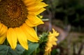 Sunflower flower in green and yellow Royalty Free Stock Photo