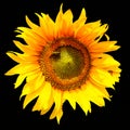 Sunflower flower grows on a black background, beauty i