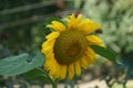 Sunflower flower.  In the summer near the house on the stree t Royalty Free Stock Photo