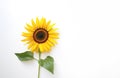 Sunflower flower head with seeds and stem with green leaves isolated on white Royalty Free Stock Photo