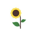 Sunflower flower illustration