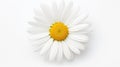 Sunflower flower isloted on a white background. AI Generative