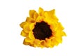 Sunflower flower isolated over white background Royalty Free Stock Photo