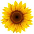 Sunflower flower isolated Royalty Free Stock Photo