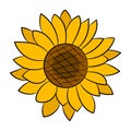 Sunflower Flower Isolated, Vector Illustration. Background For Your Needs Royalty Free Stock Photo