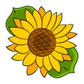 Sunflower Flower Isolated, Vector Illustration. Background For Your Needs Royalty Free Stock Photo