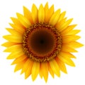 Sunflower flower isolated Royalty Free Stock Photo