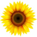 Sunflower flower isolated Royalty Free Stock Photo
