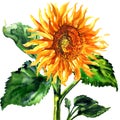 Sunflower, flower with leaves, seeds and oil agriculture, isolated, hand drawn watercolor illustration on white