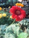 Sunflower in Flower Market