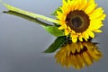 Sunflower flower with mirroring. Royalty Free Stock Photo