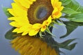 Sunflower flower with mirroring. Royalty Free Stock Photo