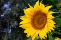 Sunflower flower on neutral green background. Helianthus flower.