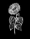 A sunflower flower painted in white on a black background Royalty Free Stock Photo