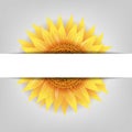 Sunflower Flower With Paper Banner