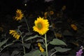 sunflower flower Photograph Night