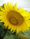 The sunflower on the background of the gloomy sky Royalty Free Stock Photo