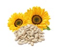 Sunflower flower and pile of shelled seeds isolated on white background Royalty Free Stock Photo